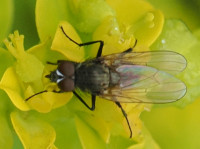 Anthomyiidae indet.